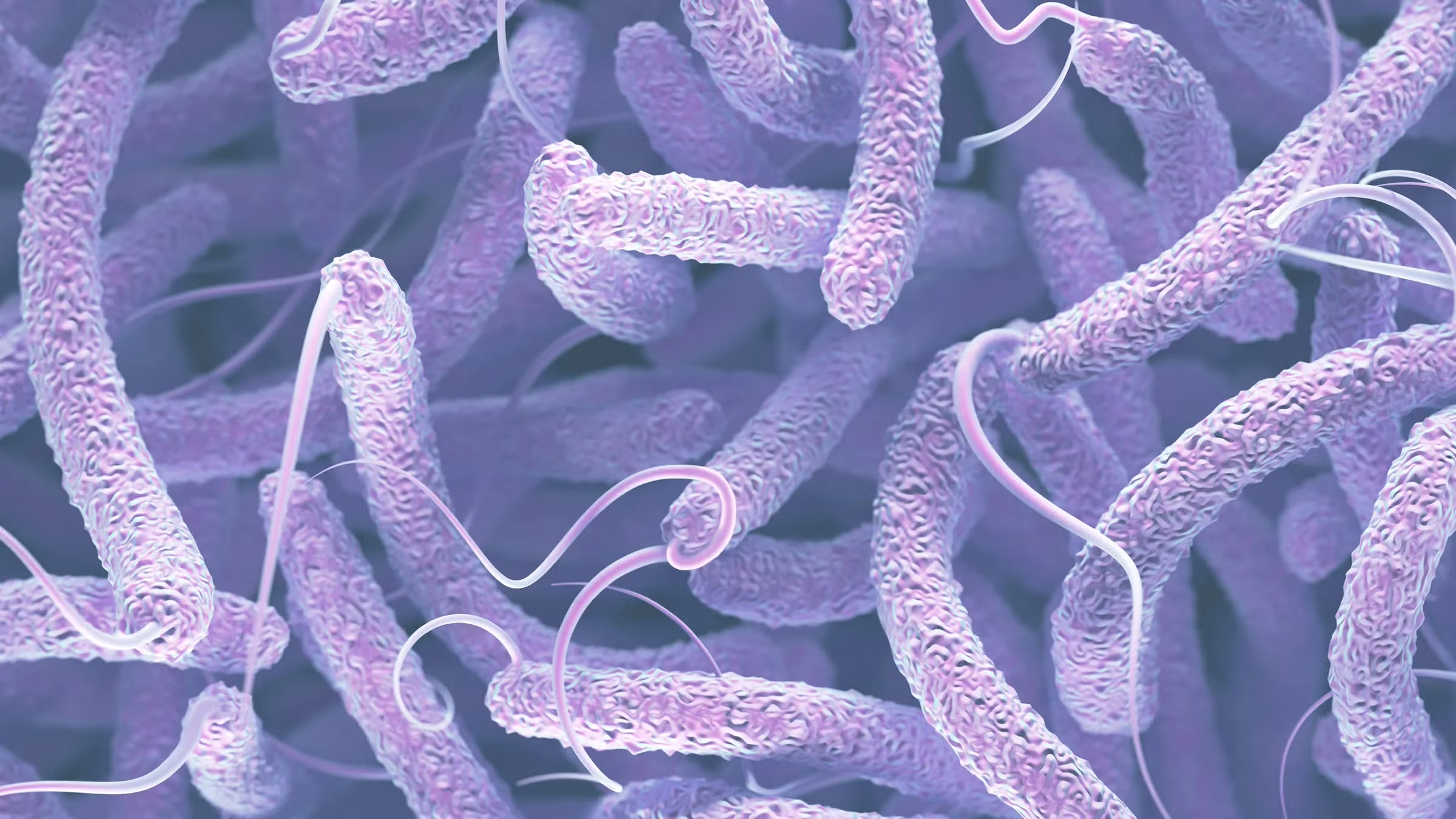 vibrio cholerae bacteria feature